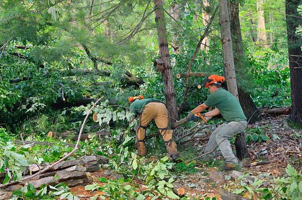 Best Tree Pruning Services  in USA